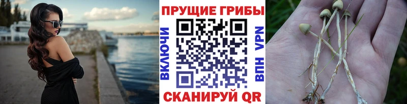 Псилоцибиновые грибы Magic Shrooms  сколько стоит  Тетюши 
